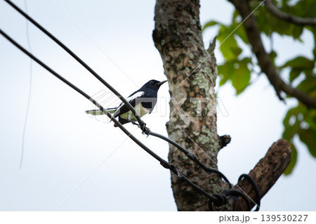 Black and white oriental magpie robin perched on electrical wire beside a textured tree trunk in an outdoor tropical setting. Black and white oriental magpie robin perched on electrical wire beside a textured tree trunk in an outdoor tropical setting. 139530227
