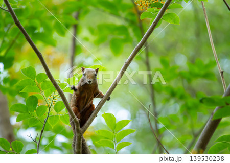 Alert squirrel balancing between thin branches in a lush woodland setting, captured with vibrant foliage and smooth natural depth of field. 139530238