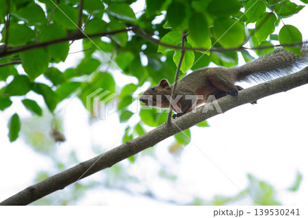 Fast-moving squirrel traveling across a thick branch beneath dense green leaves in a tropical woodland scene with bright natural light. 139530241