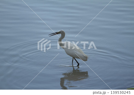 White egret moving through still blue water with expanding ripple patterns and soft reflections, highlighting elegance and tranquility in a natural aquatic scene. 139530245
