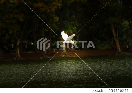 White egret soaring across a calm lake with deep forest shadows and soft natural light, capturing graceful wildlife movement in a peaceful outdoor setting. White egret soaring across a calm lake with deep forest shadows and soft natural light, capturing graceful wildlife movement in a peaceful outdoor setting. 139530251