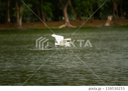 Elegant white egret flying low above rippling lake water with blurred forest background, capturing motion and serenity in a peaceful wildlife environment. Elegant white egret flying low above rippling lake water with blurred forest background, capturing motion and serenity in a peaceful wildlife environment. 139530253