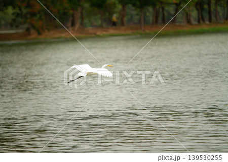 Majestic white heron soaring above tranquil water with blurred woodland scenery, showcasing elegant bird movement in a peaceful natural habitat. 139530255