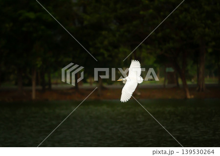 Elegant white egret flying above a quiet lake with dark forest background, capturing peaceful wildlife movement and natural outdoor scenery. Elegant white egret flying above a quiet lake with dark forest background, capturing peaceful wildlife movement and natural outdoor scenery. 139530264