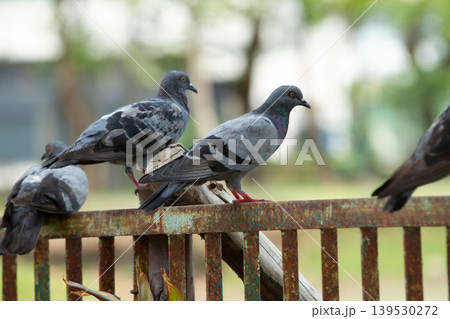 Several gray pigeons standing on a weathered metal railing with soft natural background, showing everyday urban bird life in daylight. Several gray pigeons standing on a weathered metal railing with soft natural background, showing everyday urban bird life in daylight. 139530272
