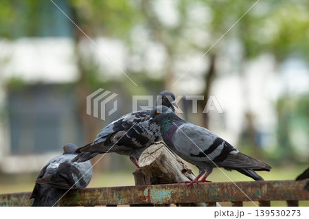 Multiple pigeons perched together on a weathered metal fence with soft green background, capturing social behavior of urban birds in daylight. Multiple pigeons perched together on a weathered metal fence with soft green background, capturing social behavior of urban birds in daylight. 139530273