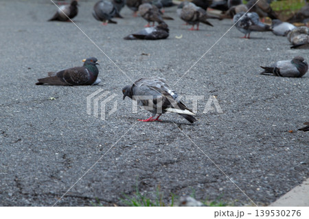 Multiple pigeons resting and walking across cracked pavement in a city environment, highlighting everyday urban wildlife activity with natural outdoor atmosphere. 139530276