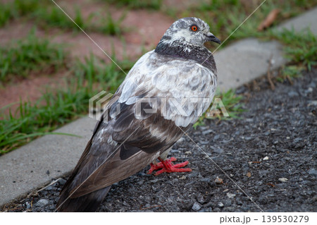 Close-up of a speckled city pigeon with bright red eyes and feet standing beside a sidewalk in an outdoor urban environment with natural greenery. 139530279