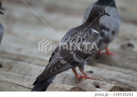 Elegant dark pigeon with layered feathers and red legs standing on weathered wood in an outdoor setting with shallow depth of field and soft natural light. Elegant dark pigeon with layered feathers and red legs standing on weathered wood in an outdoor setting with shallow depth of field and soft natural light. 139530281