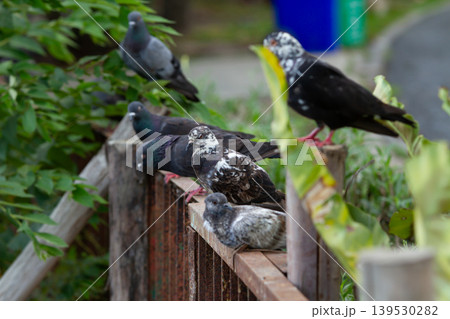 Group of colorful city pigeons perched along a weathered metal fence surrounded by lush plants in a peaceful outdoor environment with selective focus. 139530282