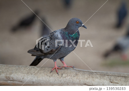 Urban rock pigeon with iridescent neck feathers and bright orange eye standing on a wooden rail in natural outdoor light with shallow depth of field. Urban rock pigeon with iridescent neck feathers and bright orange eye standing on a wooden rail in natural outdoor light with shallow depth of field. 139530283