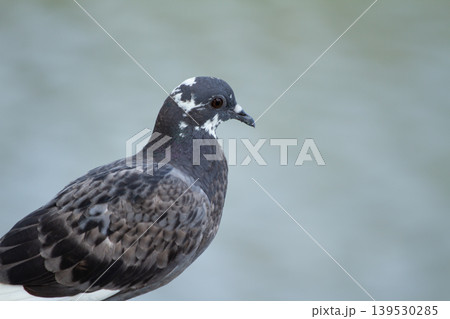 Detailed side profile of a speckled city pigeon with patterned feathers and smooth blurred backdrop captured in natural outdoor light. Detailed side profile of a speckled city pigeon with patterned feathers and smooth blurred backdrop captured in natural outdoor light. 139530285