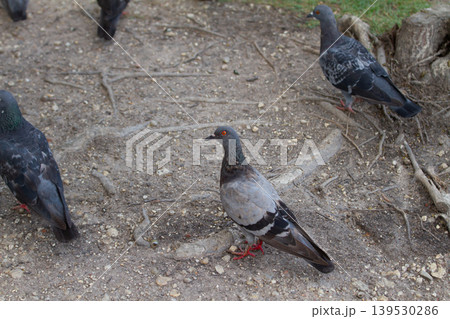 Several city pigeons gathered on textured soil and exposed roots in an outdoor park setting under natural daylight conditions. 139530286