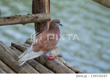 Light brown pigeon resting on weathered bamboo and timber platform with soft waterside background in a peaceful outdoor environment. Light brown pigeon resting on weathered bamboo and timber platform with soft waterside background in a peaceful outdoor environment. 139530287