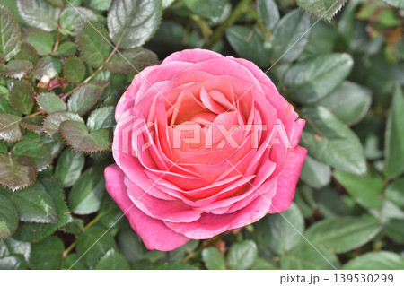天空の農園の薔薇 天空の農園の薔薇 139530299