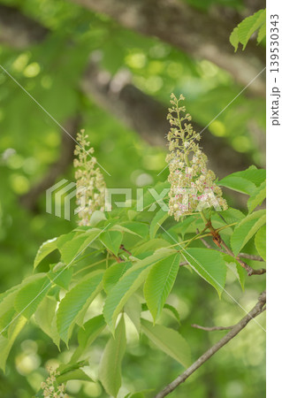 トチノキの花 トチノキの花 139530343