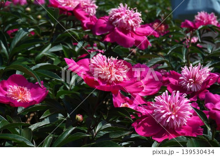 芍薬の花"紅日輪"2026年5月 139530434