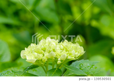 薄緑色の紫陽花の蕾と雨に濡れた葉 139530501