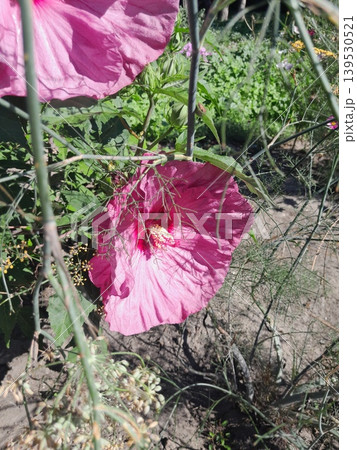 Close Up of Vibrant Hibiscus Flower Blooming in Summer Garden Sunlight Close Up of Vibrant Hibiscus Flower Blooming in Summer Garden Sunlight 139530521