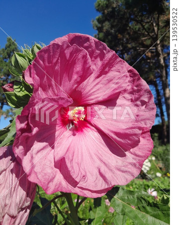 Close Up of Vibrant Hibiscus Flower Blooming in Summer Garden Sunlight 139530522
