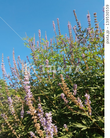 Blooming vitex flowers against clear blue sky in summer garden 139530559