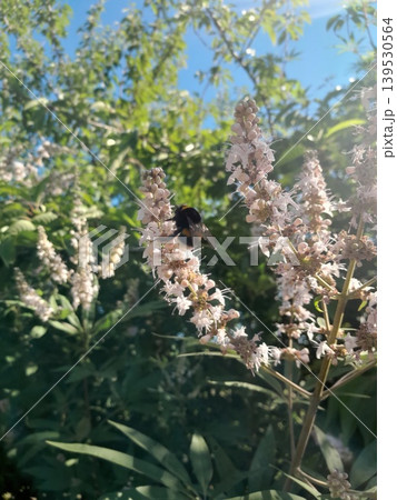 Blooming vitex flowers against clear blue sky in summer garden 139530564
