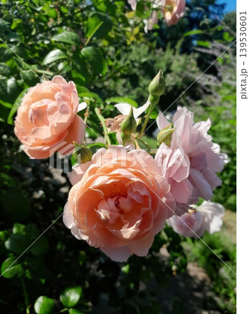 Soft pink rose in sunlight with blurred garden background, delicate floral close-up Soft pink rose in sunlight with blurred garden background, delicate floral close-up 139530601