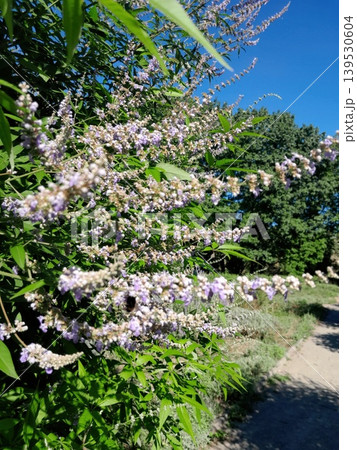 Blooming vitex flowers against clear blue sky in summer garden Blooming vitex flowers against clear blue sky in summer garden 139530604
