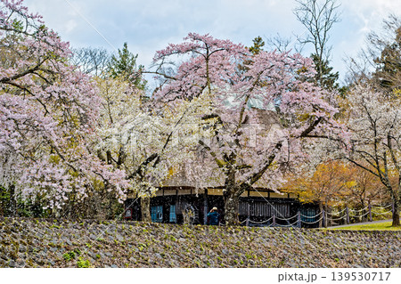 荘川の里と桜 139530717