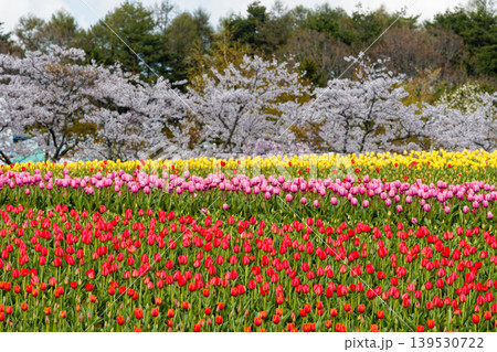 チューリップと桜 チューリップと桜 139530722