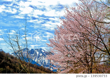 飛騨山脈雪景と桜 飛騨山脈雪景と桜 139530733