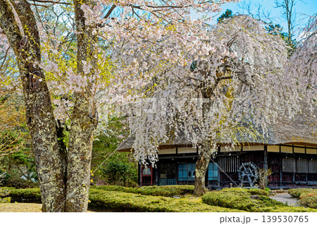 荘川の里と桜 139530765