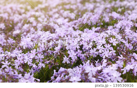 Beautiful lush field of blooming light purple creeping moss phlox flowers in spring garden. Soft blurred bokeh background with warm morning sunlight flare. Stunning floral nature landscape wallpaper. Beautiful lush field of blooming light purple creeping moss phlox flowers in spring garden. Soft blurred bokeh background with warm morning sunlight flare. Stunning floral nature landscape wallpaper. 139530916