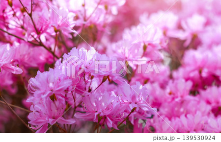 Beautiful vibrant pink azalea flowers blooming on branches in spring garden. Stunning close up nature macro with soft blurred bokeh background and warm morning sunlight flare. Floral scenic wallpaper. 139530924