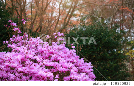 Beautiful vibrant pink azalea flowers blooming on branches in spring garden. Stunning close up nature macro with soft blurred bokeh background and warm morning sunlight flare. Floral scenic wallpaper. Beautiful vibrant pink azalea flowers blooming on branches in spring garden. Stunning close up nature macro with soft blurred bokeh background and warm morning sunlight flare. Floral scenic wallpaper. 139530925