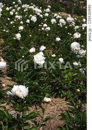 芍薬の花"ラテンドール"2026年5月 芍薬の花"ラテンドール"2026年5月 139530995