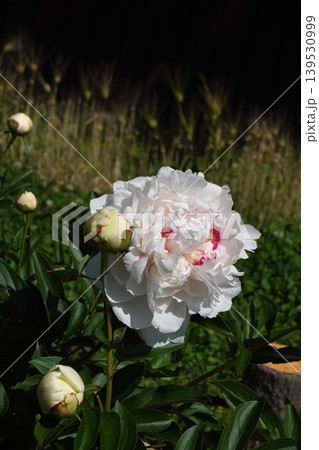 芍薬の花"ラテンドール"2026年5月 139530999