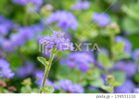 淡い紫色の小花が密集して咲くアゲラタムの風景 淡い紫色の小花が密集して咲くアゲラタムの風景 139531110