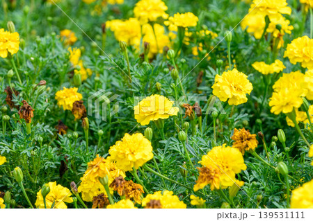太陽のように明るい黄色いマリーゴールドの花畑 太陽のように明るい黄色いマリーゴールドの花畑 139531111