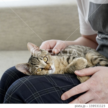 膝の上で寛ぐキジトラ子猫 膝の上で寛ぐキジトラ子猫 139531123