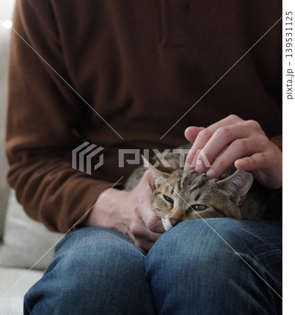 膝の上で寝るキジトラ子猫 膝の上で寝るキジトラ子猫 139531125