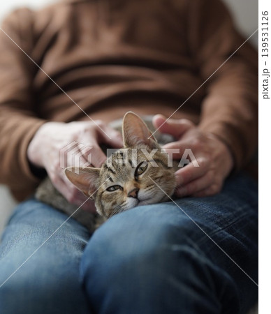 膝の上で寛ぐキジトラ子猫 膝の上で寛ぐキジトラ子猫 139531126