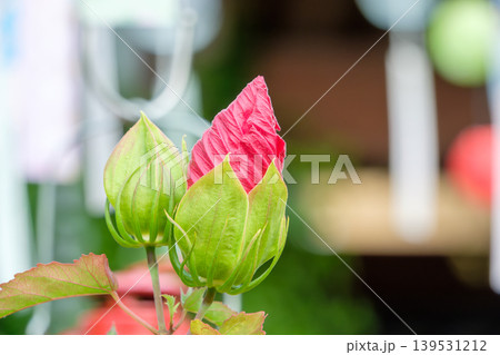 開花を控えた赤いタイタンビカスの蕾 139531212