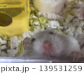 必死に登るハムスター 139531259