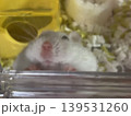 必死に登るハムスター 139531260