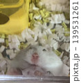 必死に登るハムスター 139531261