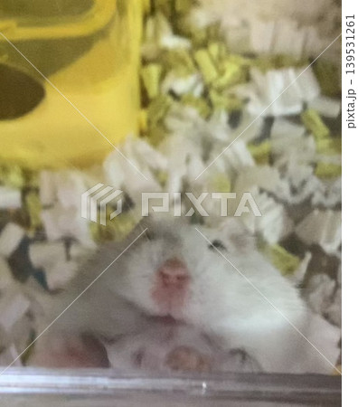 必死に登るハムスター 139531261