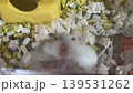 必死に登るハムスター 139531262
