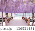 愛知県 天王川公園の藤 2026 139531481