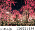 三重県 なばなの里の枝垂れ梅 2026 139531486
